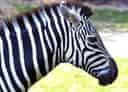 動物図鑑・グラントシマウマの写真 23